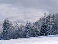 Zaghafter Sonnenschein an verschneiten Bäumen beim Seiserhof